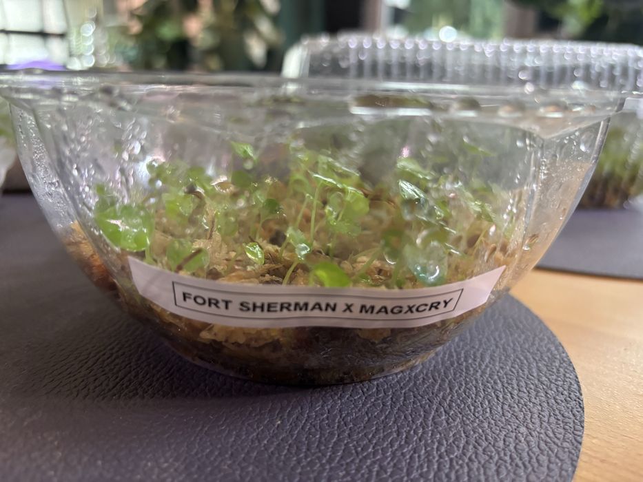 Hybrydy anthurium siewki Fort Sherman Forgetii Magnificum Crystalinum