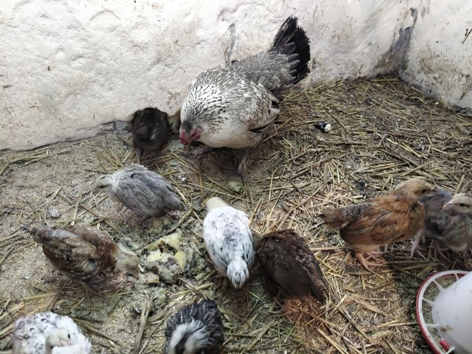 Jaja lęgowe kurek rajskich