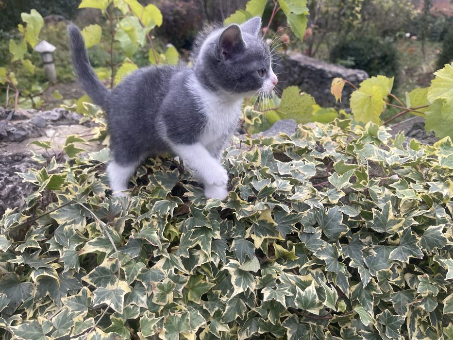 Подарую маленьких кошенят