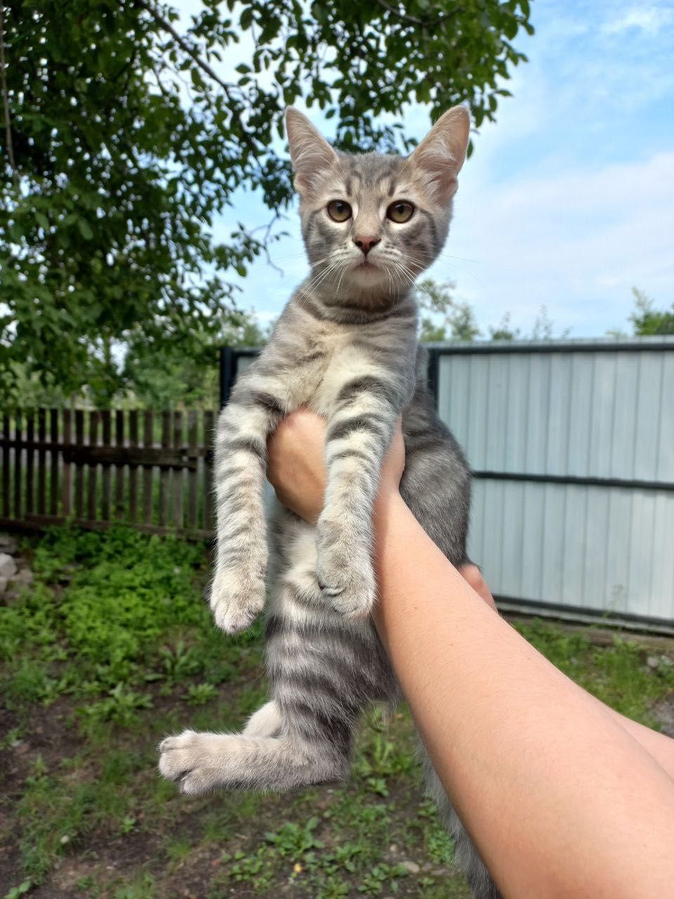Кошенята привчені до лотка