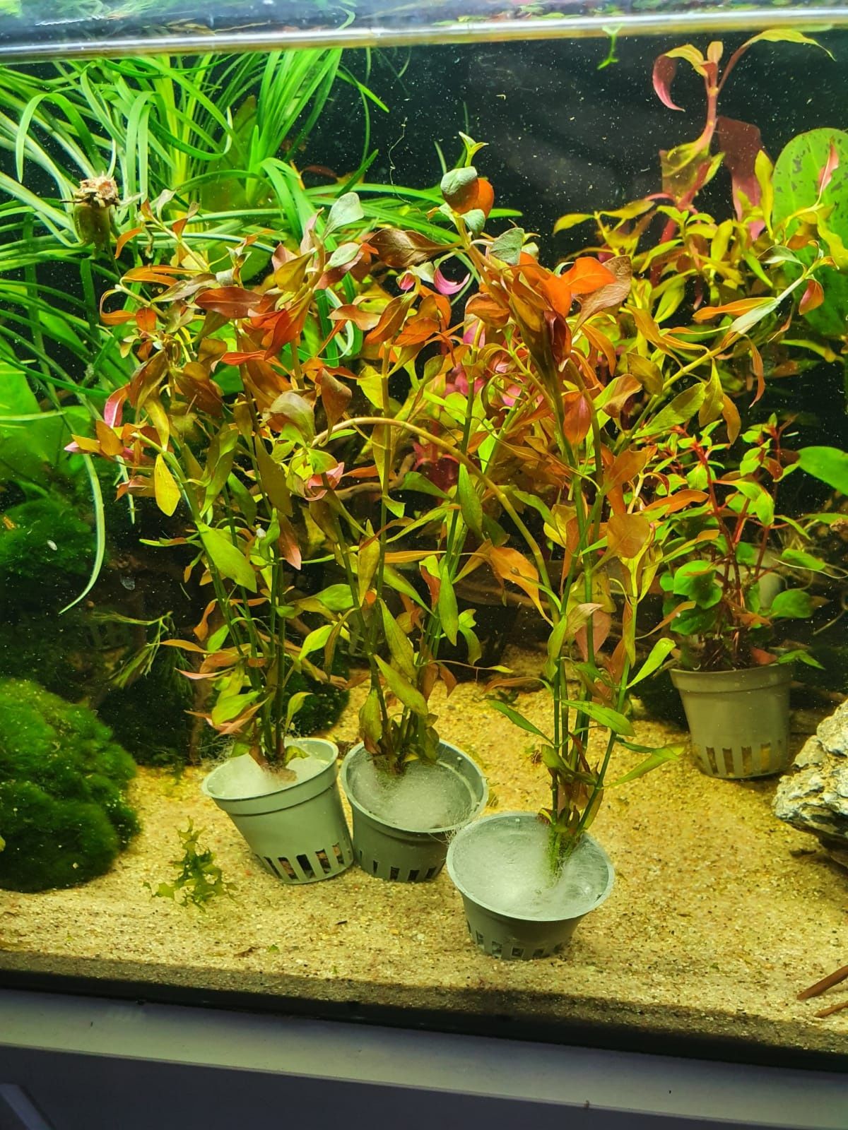 Ludwigia Glandulosa Piękna Roślina do Akwarium Koszyczek