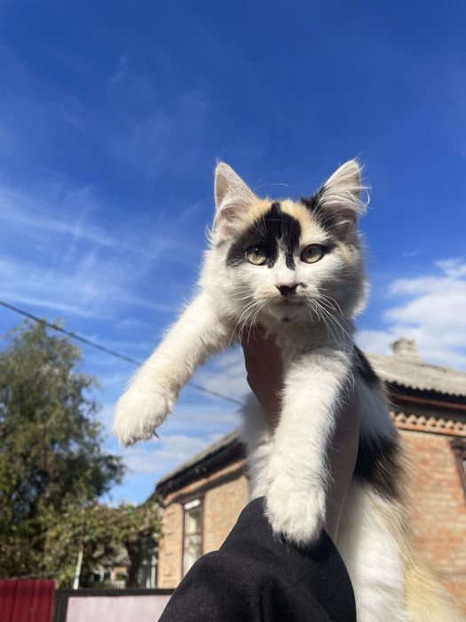 Віддам у добрі руки кошенят