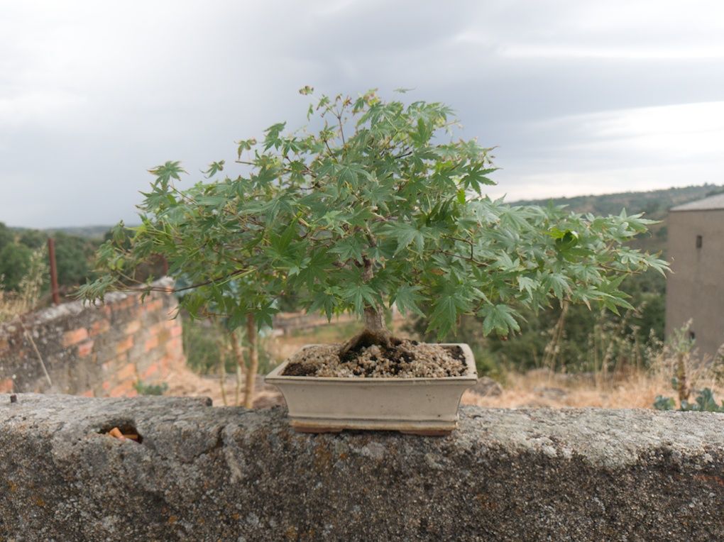 Bonsai acer palmatum