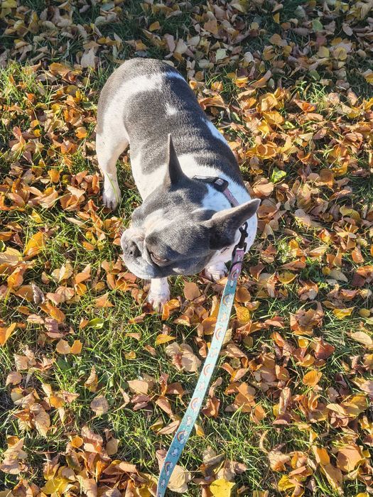 buldog francuski suka dorosła