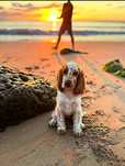 Cocker Spaniel Angielski - Urocza suczka Orange Roan
