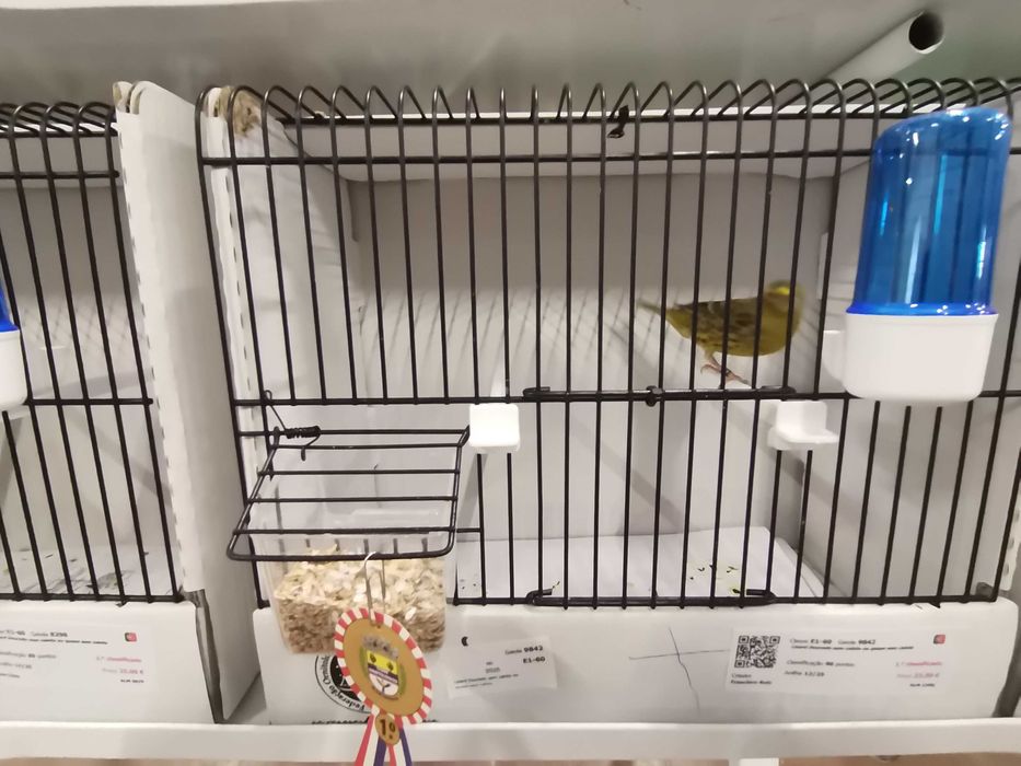 Canarios lizard novos