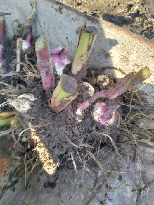 Bulwy canny paciorecznik