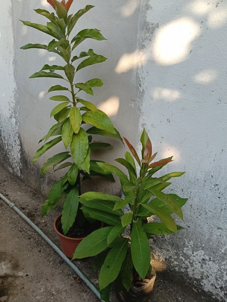 Plantas abacateros
