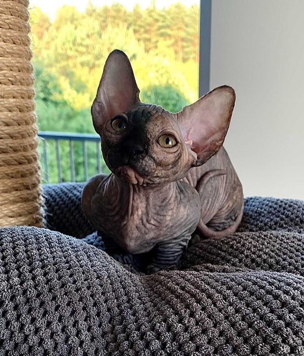 Найменша порода у світі бамбіно.