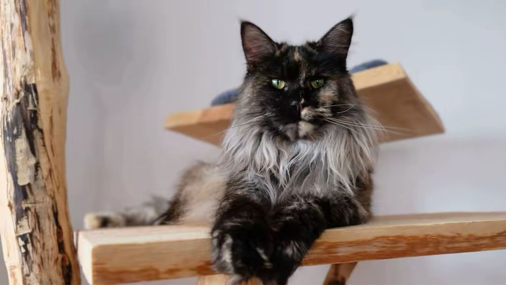 Maine coon kotka ruda dymna FPL