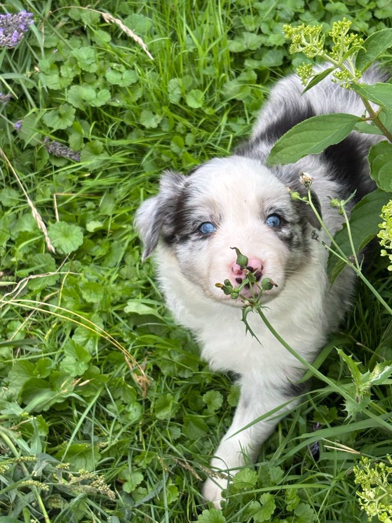 Border Collie - piesek blue merle