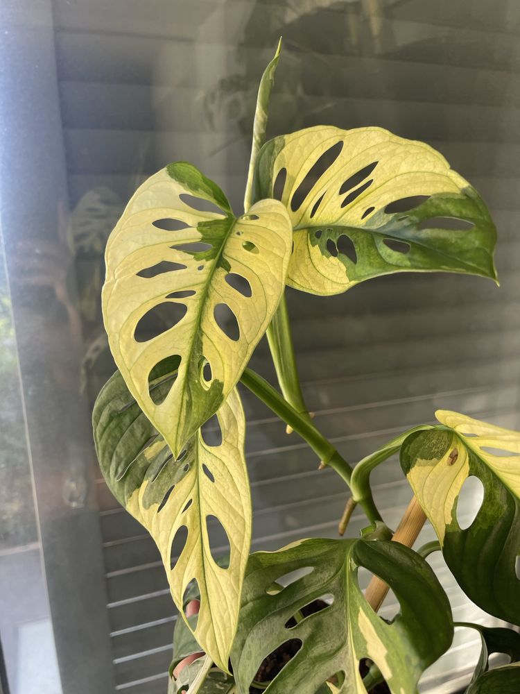 Planta Monstera adansonii variagata