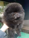 Mały chłopiec pomeranian