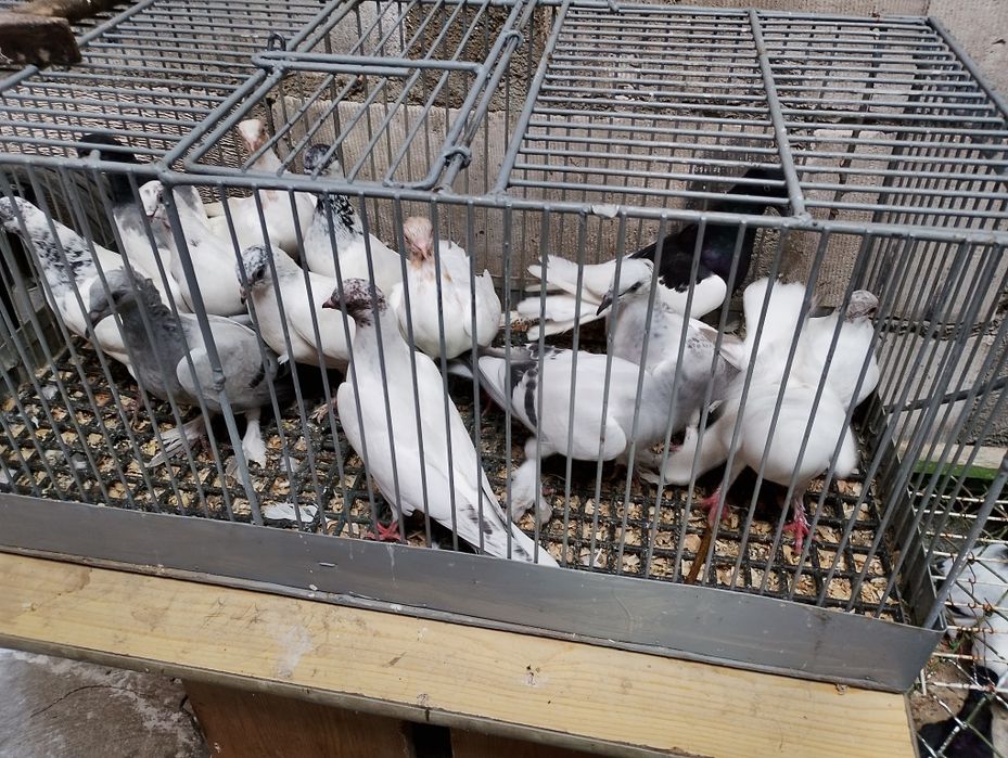 Gołębie białe widoczne na zdjęciach