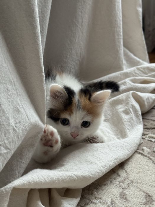 Віддам кошеня в добрі руки