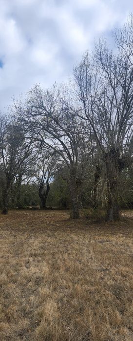 Vendo lenha freixo e carvalho