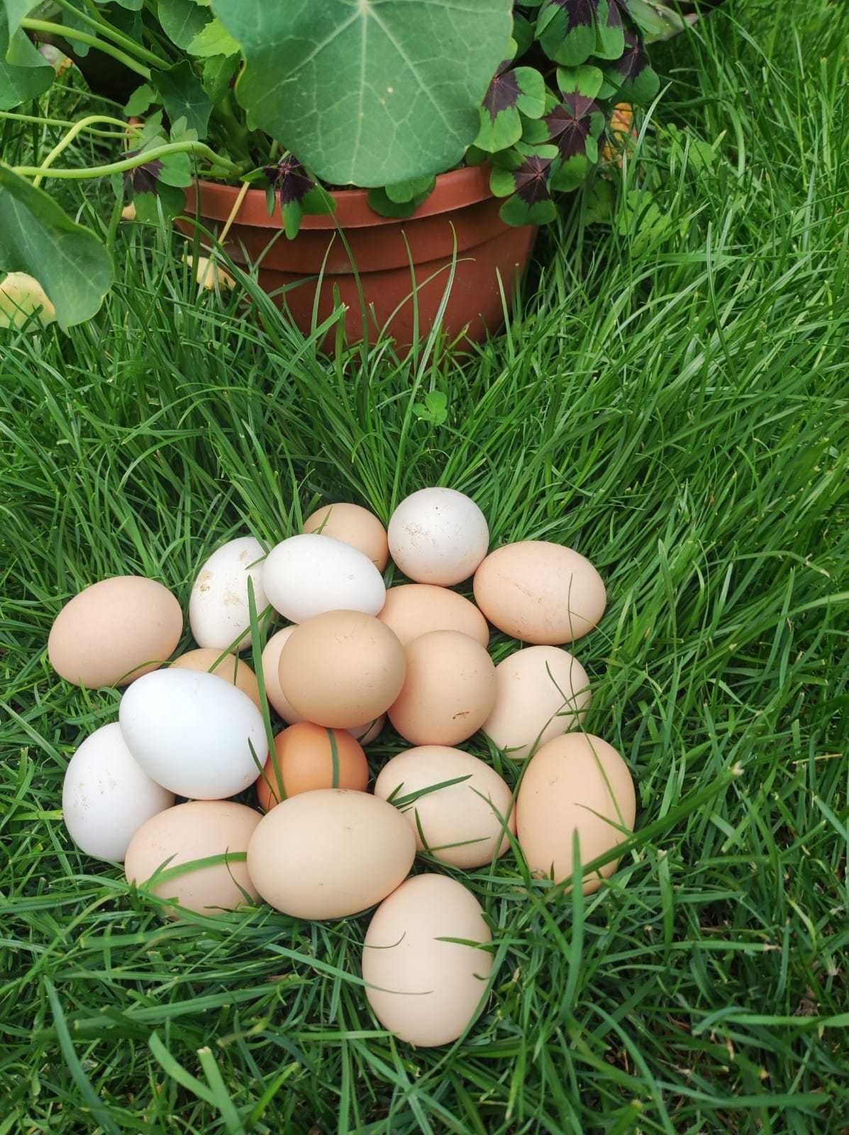 Ekologiczne wiejskie jajka