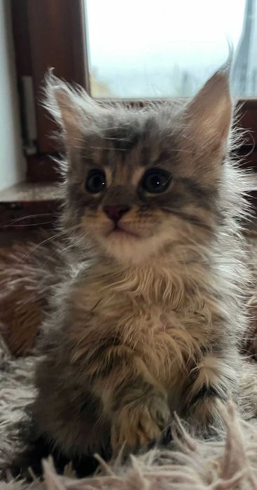 Kotka Maine Coon as 22 linia shaded