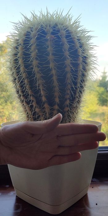 Piękny duży kaktus, 15 letni