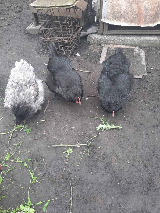 Продаю курчат яєчного напрямку! Є різного віку.Торг.опт.