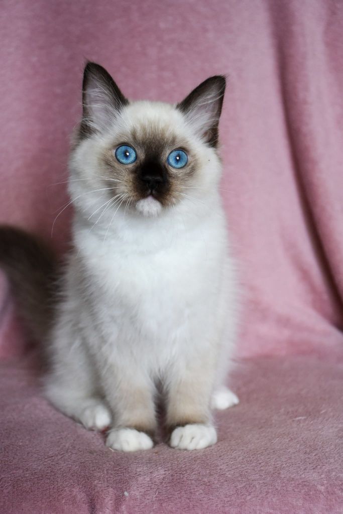 Kocurek ragdoll stworzony do przytulania, gotowy do odbioru