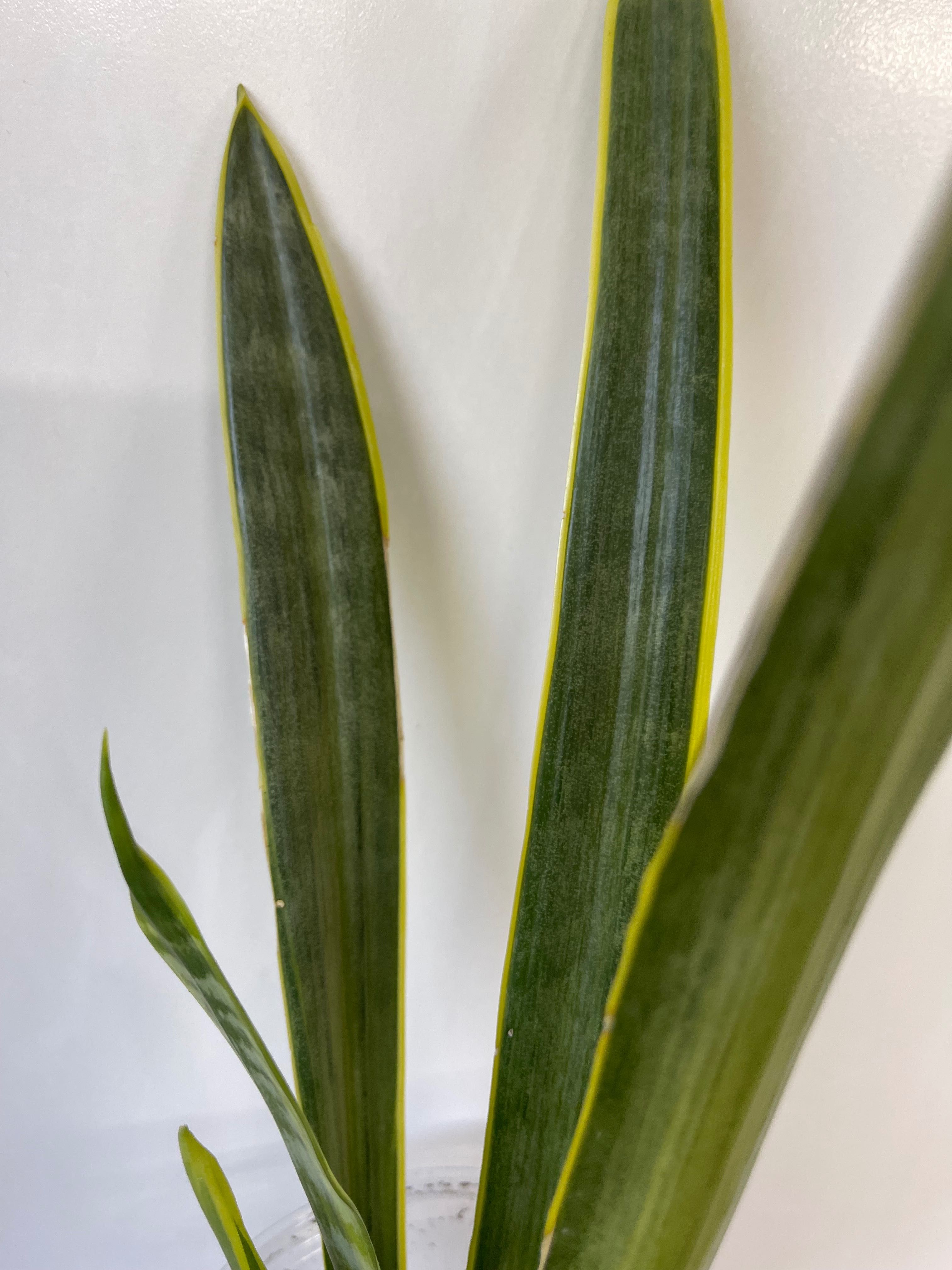 Sansevieria trifasciata Assalam