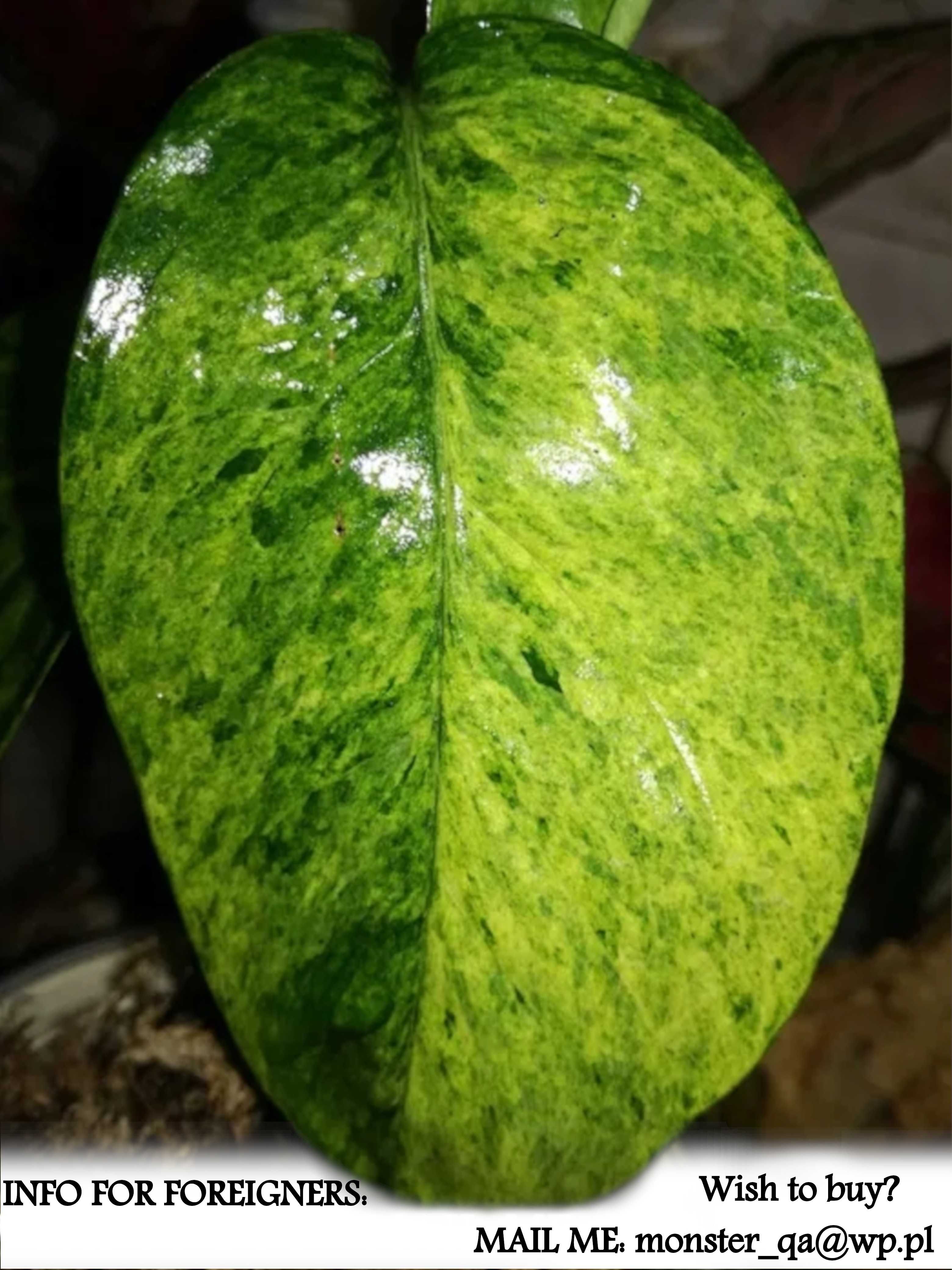 Epipremnum Cebu Blue Aurea Marble Tricolor Variegata philodendron