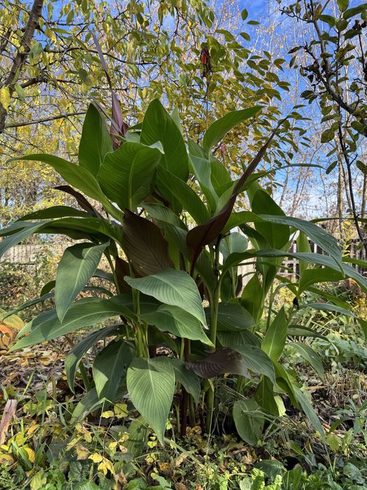 Канни квіти для саду кашпо
