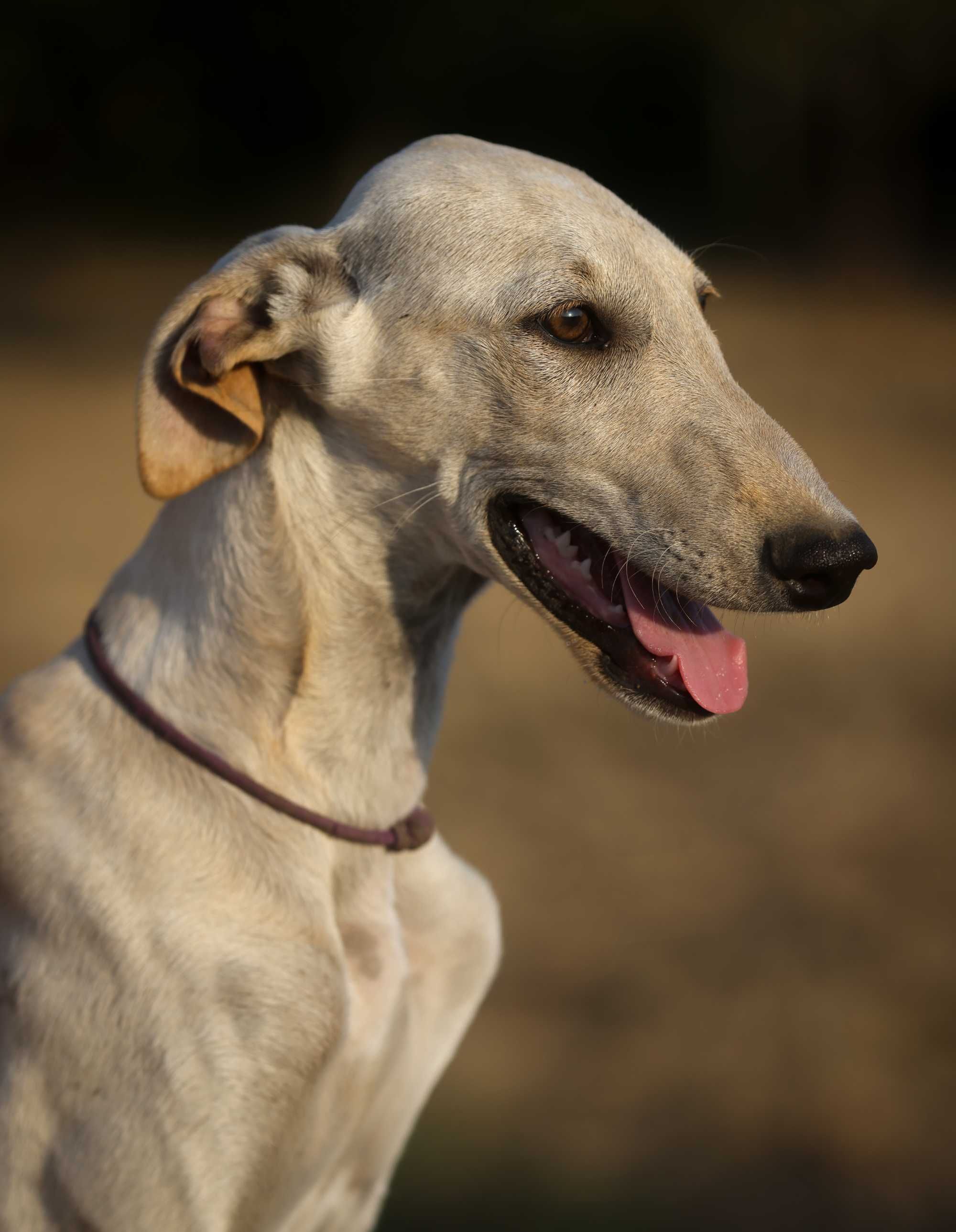 Цуценята Гальго. Galgo Espanol