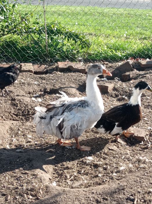 Gąsior lokowany Sewastopolski