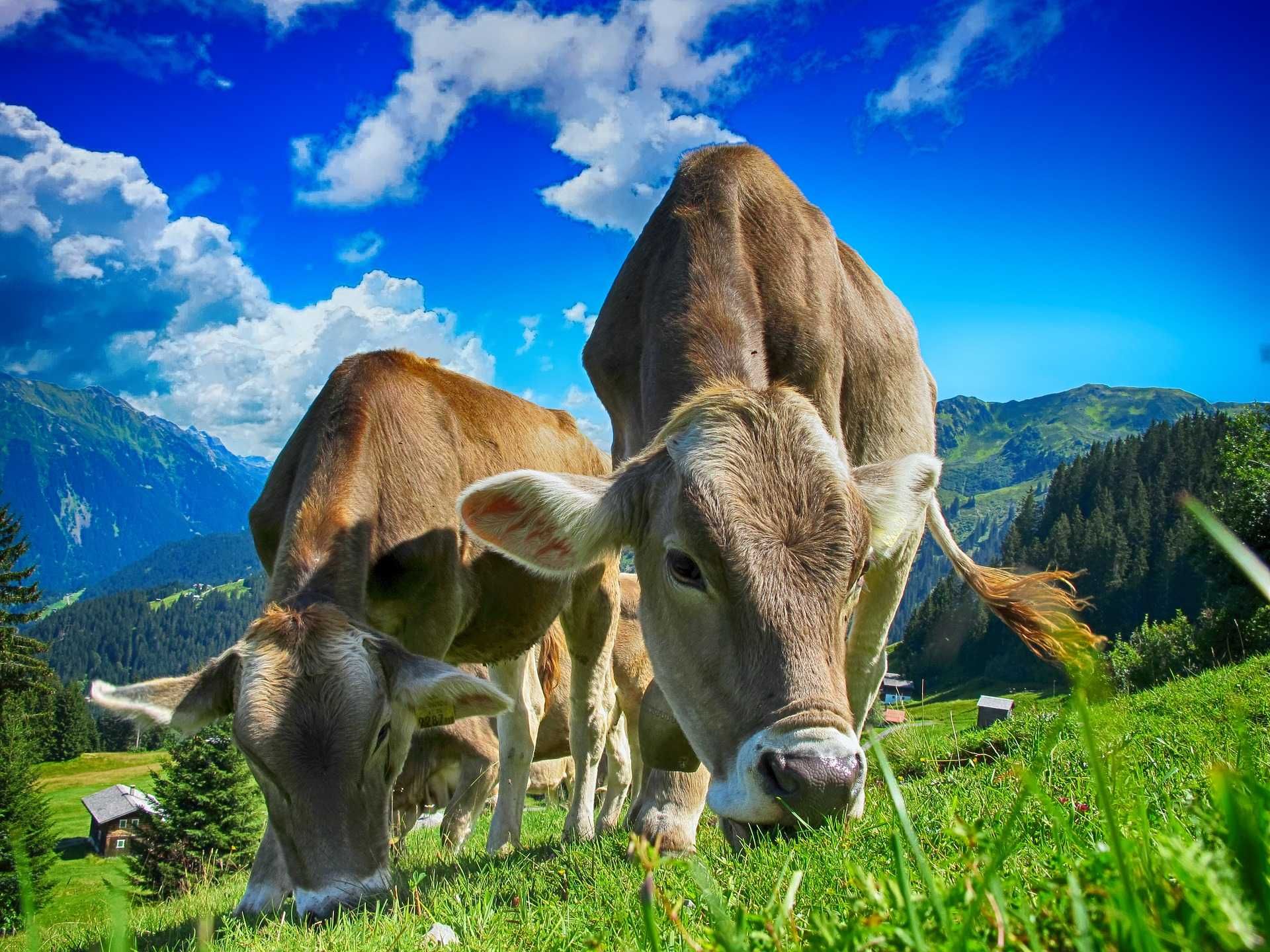 Mleko krowie naturalne pełnotłuste ekologiczne, krowy jedzą siano