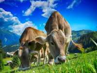 Mleko krowie naturalne pełnotłuste ekologiczne, krowy jedzą siano