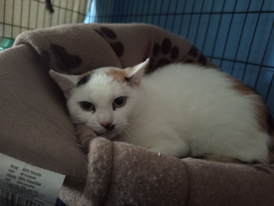 Piękna, cudna kotka do adopcji