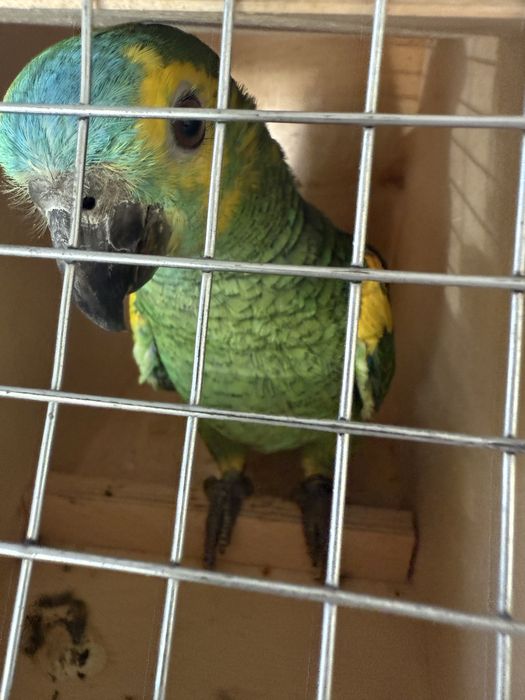 Amazona aestiva xanthopteryx