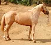 Egua palomina top