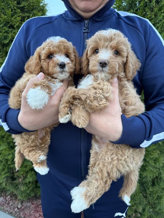 Розкішні Мальтипу готові до переїзду. Мальтипу ф1 Мальтипу ф2