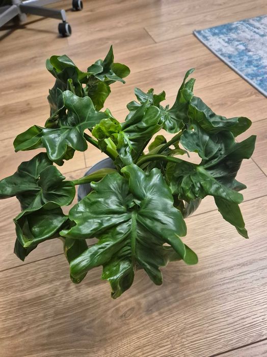 Filodendron selloum Super atom