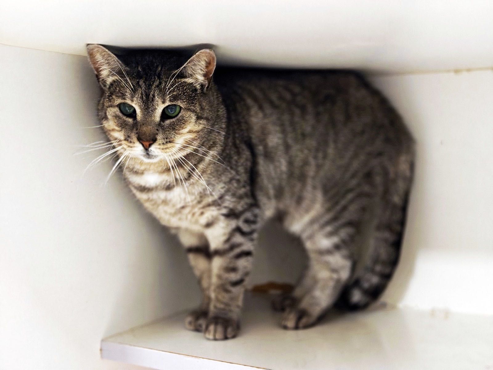 Милая Асти! 1.5 года, стерилизована (кот, кошка, котенок)