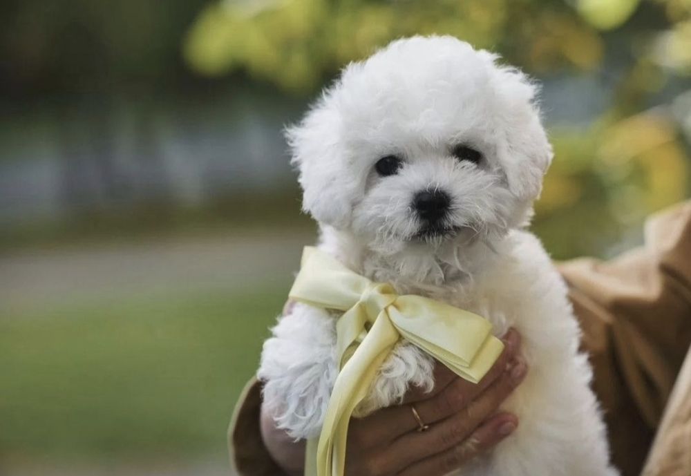 Бесподобные щенки Бишон Фризе