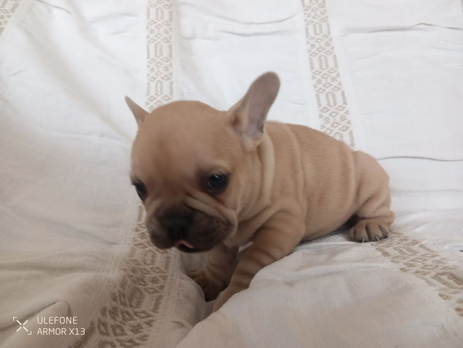 Bulldog  Francês macho