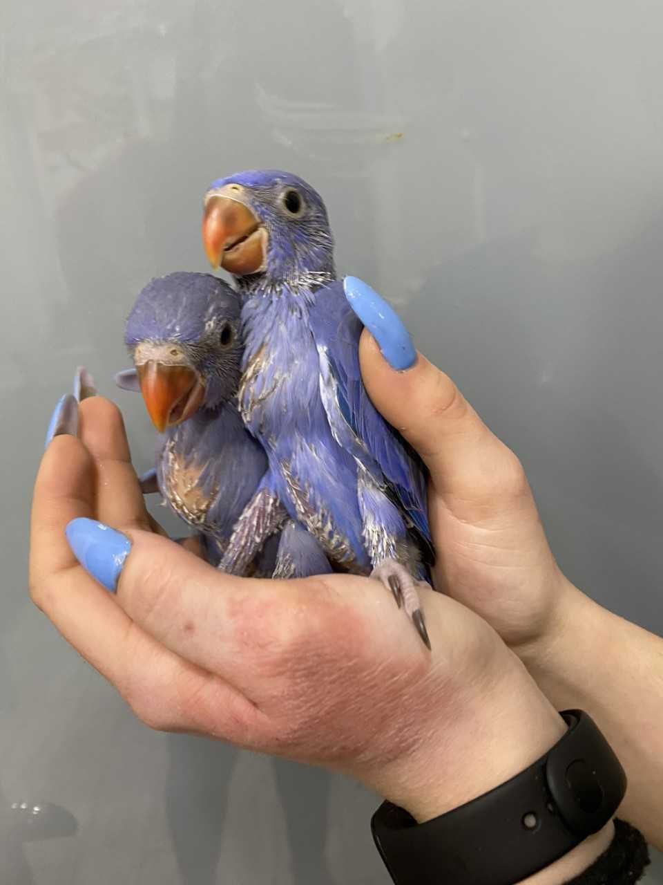 Намистові папужки рідкісного забарвлення