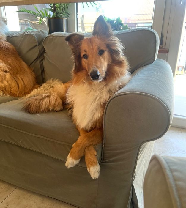 Owczarek Szkocki Długowłosy – szczeniaczki z hodowli Royal Collie