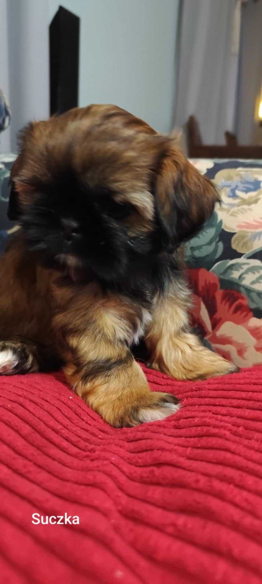 Szczeniaczek Shih-Tzu