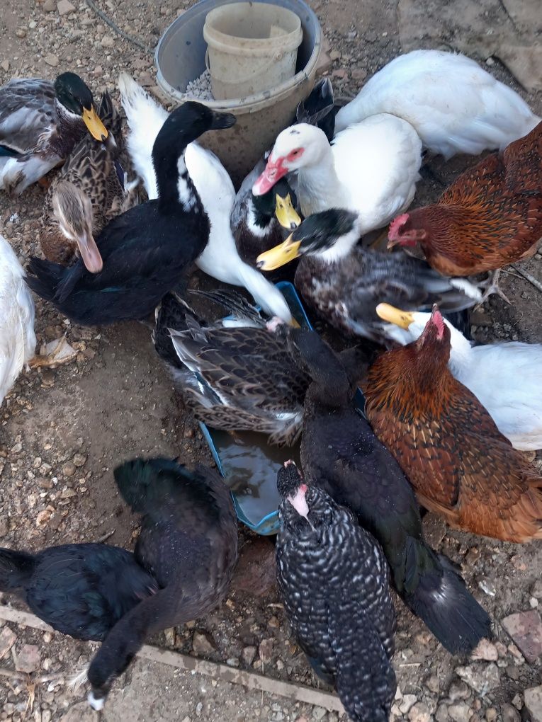 Vendo patos de Rouen