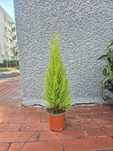 Cyprys Cyprysik 63cm