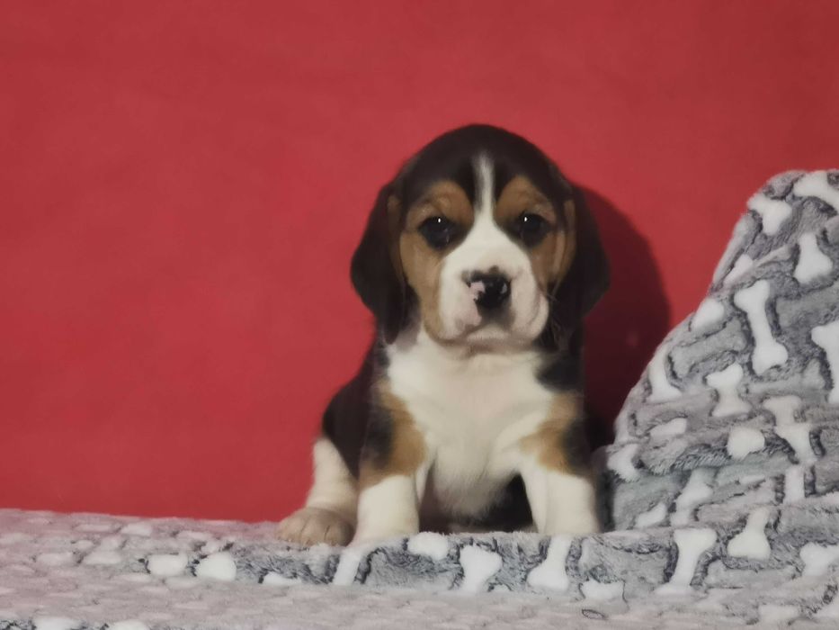 Beagle piękny piesek 4