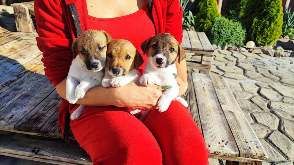 Бомбезные парни Джеки