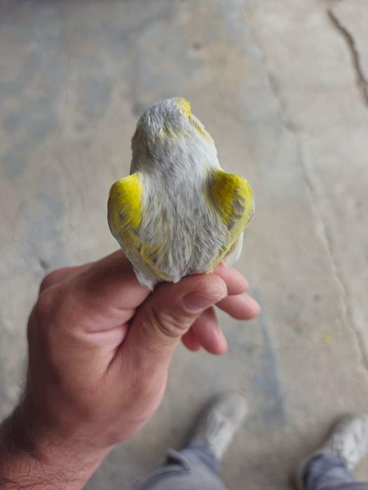Ágata Opala Mosaico Amarelo
