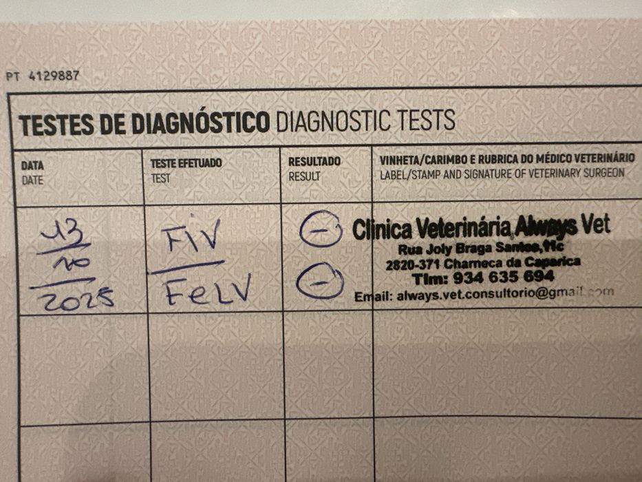 Gatinha tricolor Francisca para adoção responsavel