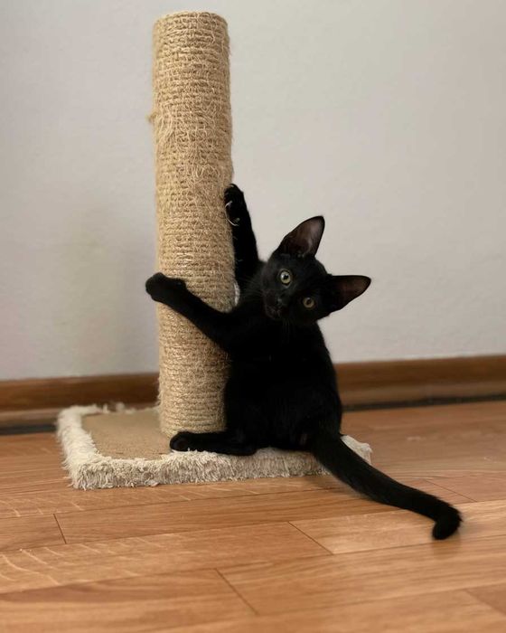 Setúbal / Margem Sul / Lisboa — Os "BEETLES", gatinhos para adoção